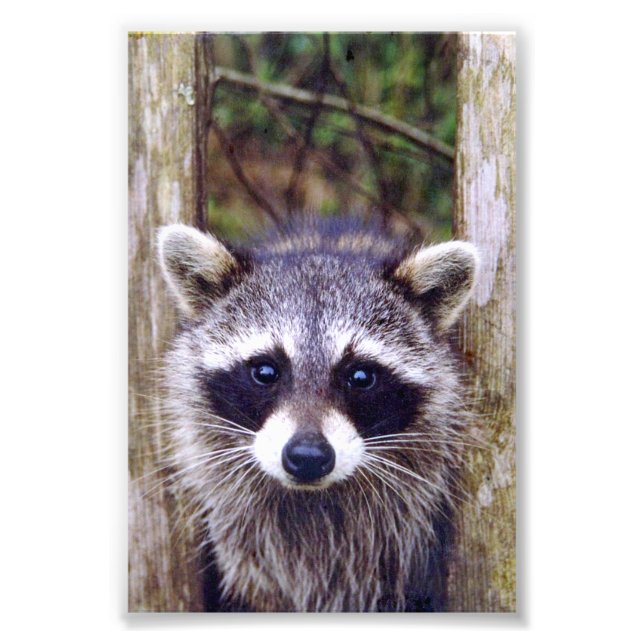 4x6 photo racoon (Devant)