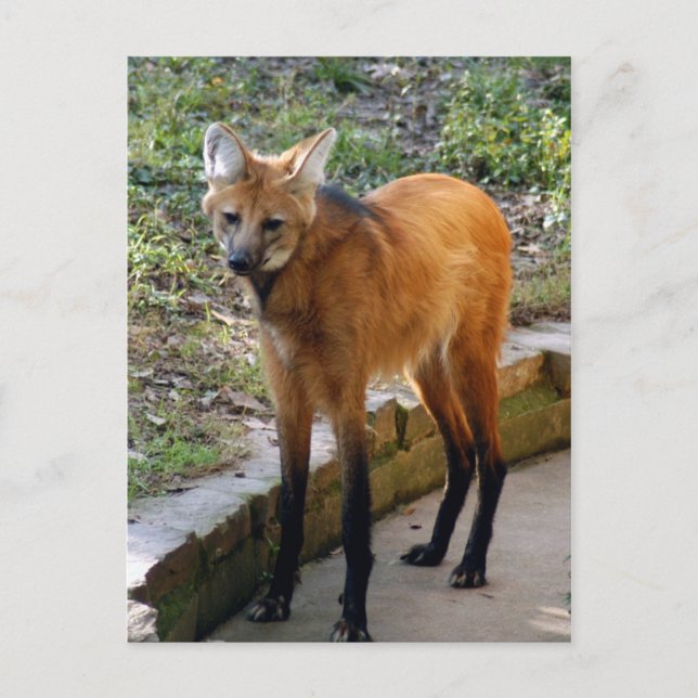 4x6 Postkartenvorlage Postkarte (Vorderseite)