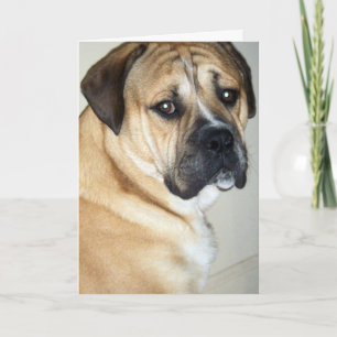 50. ABER IMMER NOCH DER OBERE HUND KARTE
