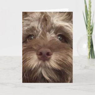 *50. GEBURTSTAG SPASS AUS COCKAPOO" KARTE