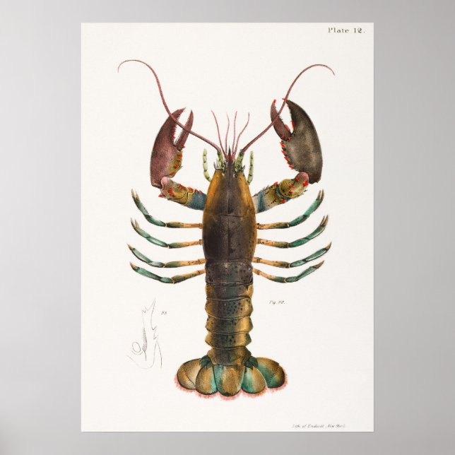 52 53 amerikanische Hummer (Homarus americanus) au Poster (Vorne)