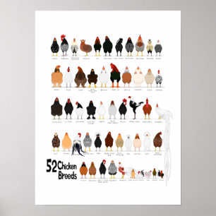 52 breeds of chickens poster