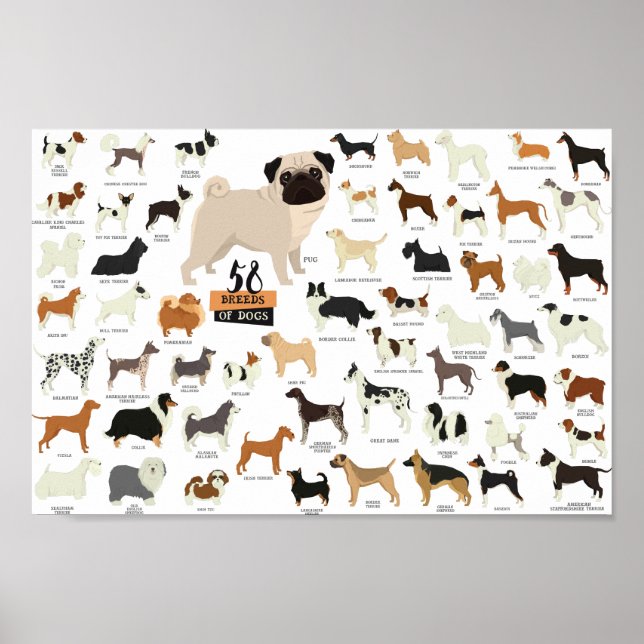 52 Hunde-Poster Poster (Vorne)