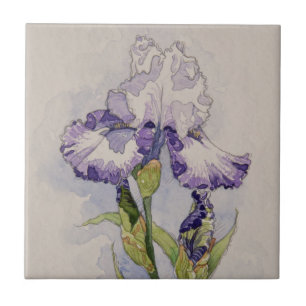 5327 Lila und weiße Iris Fliese