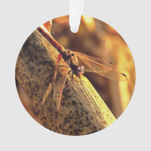 534424932Elegant Red Darter Dragonfly Insekt Art Ornament