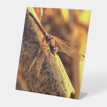 534424932Elegant Red Darter Dragonfly Insekt Art