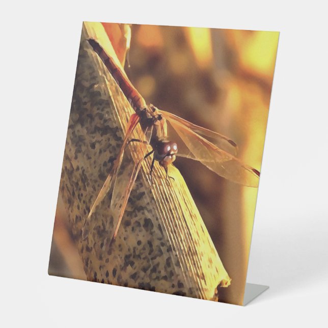 534424932Elegant Red Darter Dragonfly Insekt Art Sockelschild (Vorderseite)