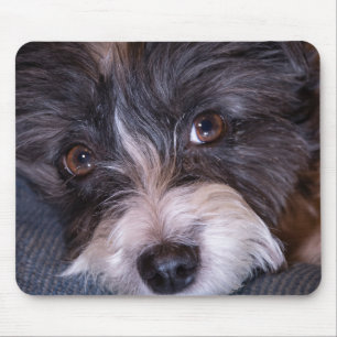 5402-Merry Anna der Papijack Hund Mousepad