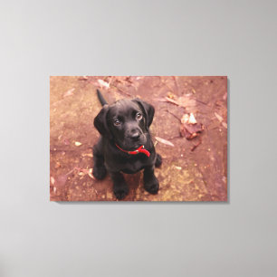 56 Wochen-alter schwarzer Labrador Leinwanddruck