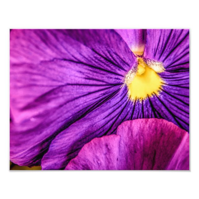 5884-Lila Pansy Fotodruck (Vorne)