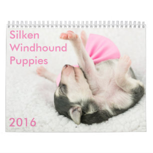 5 2016 seidener Windhound Welpen-Kalender Kalender