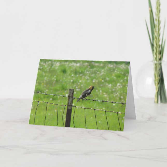5 6 2009 044, Bobolink auf einem Fuß Karte (Vorderseite)