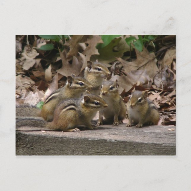 5 Baby Chipmunks Postkarte (Vorderseite)