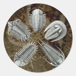 5 Trilobites Aufkleber