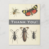 5 Vintage Insekten "Danke!" Postkarte