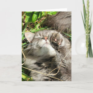 5"x7" Faltkarte   Granit Cat Nickerchen Karte