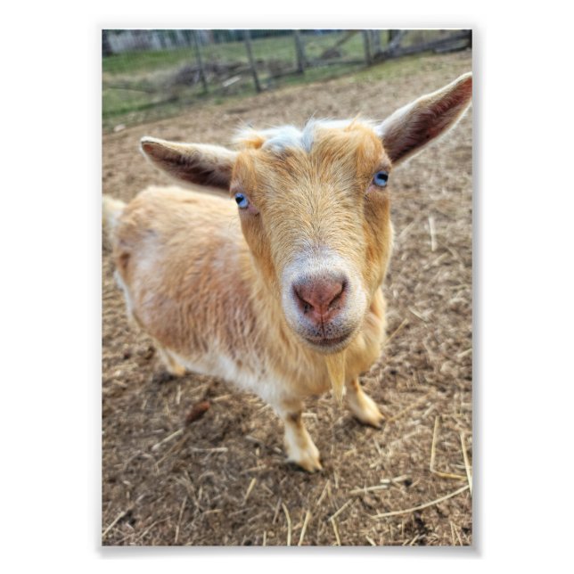 5"x7"-Foto drucken | Ginger Fotodruck (Vorne)