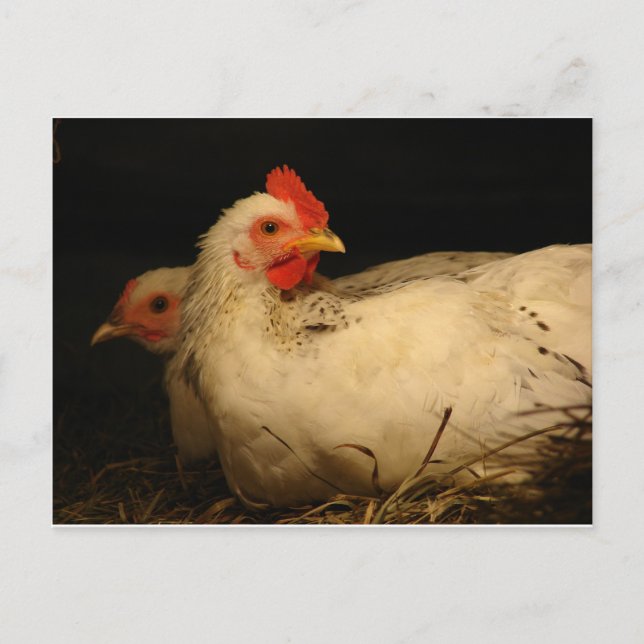 5 Zehen und Überleben Postkarte (Vorderseite)