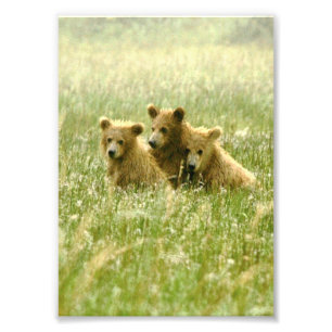 5x7 grizzlis Imprimer photo