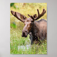 5x7 Poster Papier (Matte) d'orignal