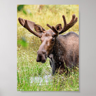 5x7 Poster Papier (Matte) d'orignal