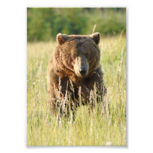 5x7 Satin-Foto eines Grizzlybären Fotodruck