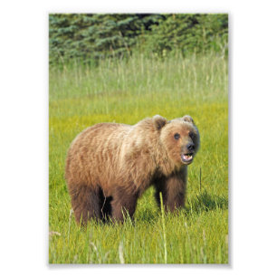 5x7 Satin photo de grizzli
