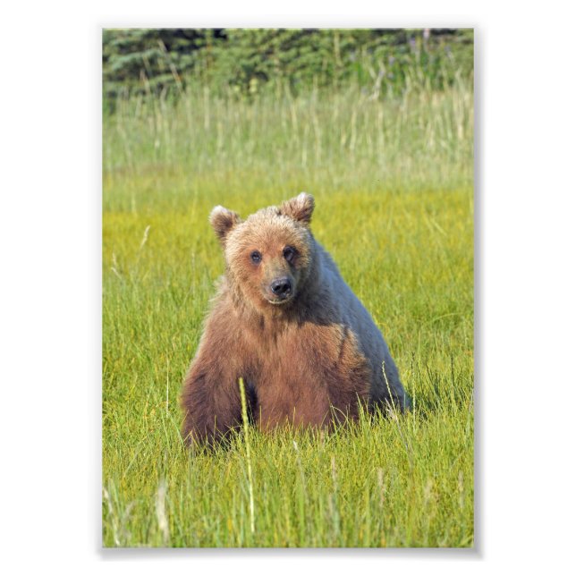 5x7 Satin photo de grizzli (Devant)
