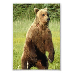 5x7 Satin photo de l'ours grizzli