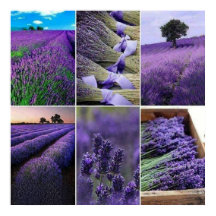 60.96x60.96cm, Lavande poster (mat)