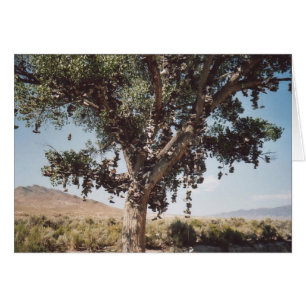 60. Arbre de chaussure, Nevada