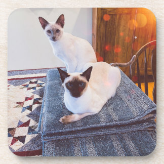 6 dessous de verre en plastique dur de Siamese ave