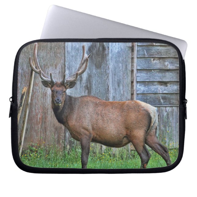 6 Punkt-Stier-Elch-Foto Laptopschutzhülle (Vorderseite)