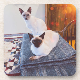 6 Siamische Hartkunststoffe, Untersetzer mit Kork