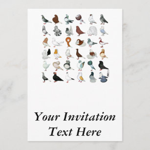 6 Tauben-Zucht Einladung