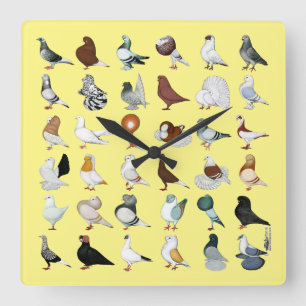 6 Tauben-Zucht Quadratische Wanduhr