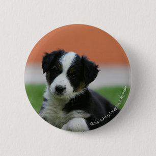 6 Wochen-alte Border-Collie Button