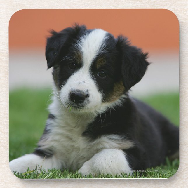 6 Wochen-alte Border-Collie Getränkeuntersetzer (Vorderseite)