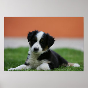 6 Wochen-alte Border-Collie Poster