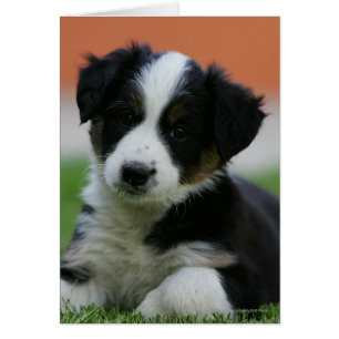 6 Wochen alter Grenzübergang Collie