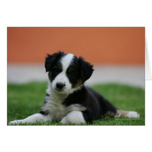 6 Wochen alter Grenzübergang Collie