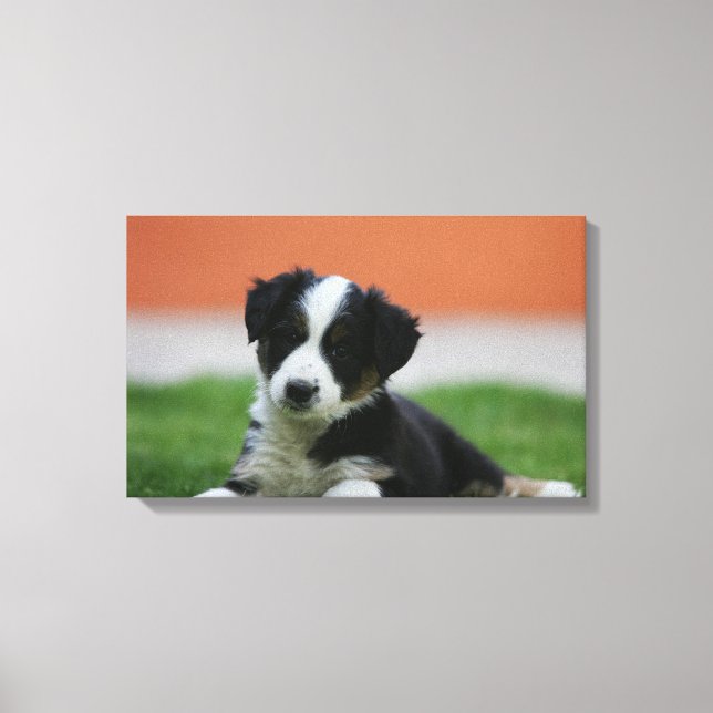 6 Wochen alter Grenzübergang Collie Leinwanddruck (Vorderseite)