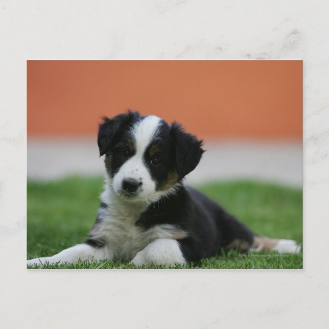 6 Wochen alter Grenzübergang Collie Postkarte (Vorderseite)