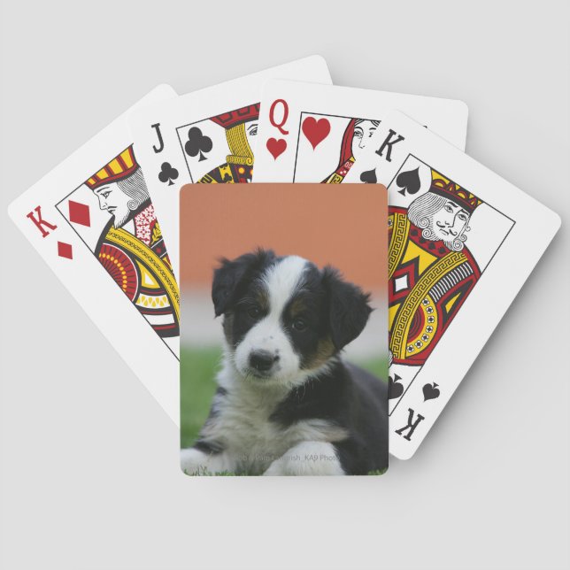 6 Wochen alter Grenzübergang Collie Spielkarten (Rückseite)
