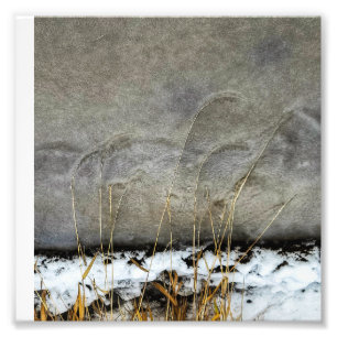6"x6"-Foto drucken     Gräser in Eis Fotodruck