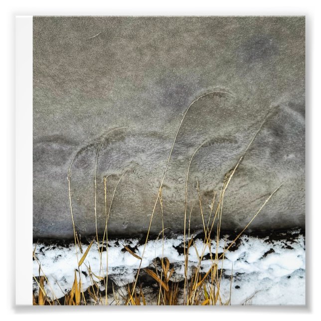 6"x6"-Foto drucken | | Gräser in Eis Fotodruck (Vorne)