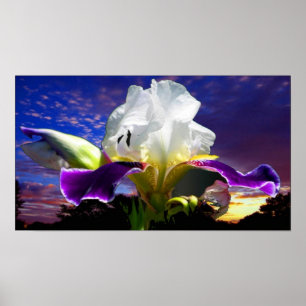 6" x 24", Wert-Plakat-Papier (Matt) Poster