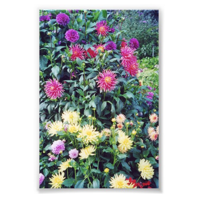 6 x 4 Foto-Blume Fotodruck (Vorne)