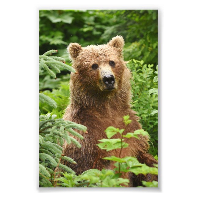 6 x 4 Foto Grizzlybär (Vorne)