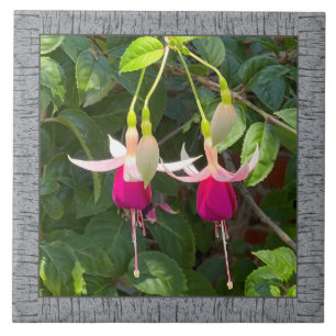 6"x 6" Keramik Tile mit Atemberaubender Magenta Fu Fliese